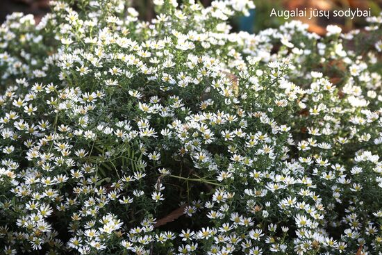 Erikinis astras (Aster ericoides) 'Snow Flurry'
